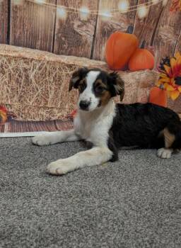 Fern (Aussie) -  Australian Shepherd Dog for Adoption in Brewster, New York - Fern (Aussie) | PetCurious