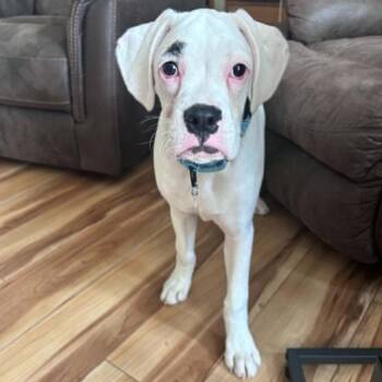 Tyson -  Boxer Dog for Adoption in Buffalo, Minnesota - Tyson | PetCurious