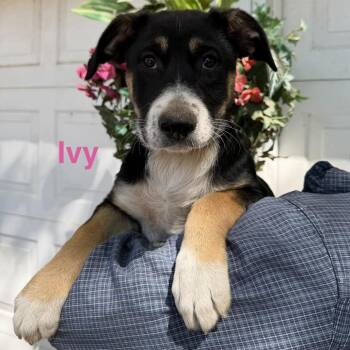 Shepherd and Mixed Breed Dogs Available for Adoption in Wadena, Minnesota - Ivy | PetCurious