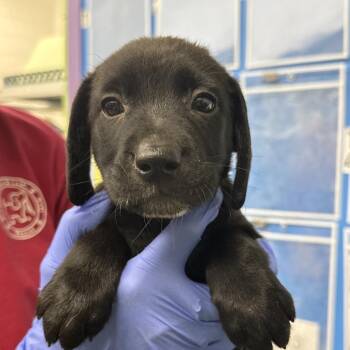 Jade -  Retriever Dog for Adoption in Montgomery, Alabama - Jade | PetCurious