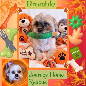 Bramble -  Lhasa Apso Dog for Adoption in East Wenatchee, Washington - Bramble | PetCurious