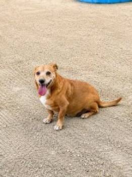 BEANIE -  Chihuahua Dog for Adoption in Thousand Palms, California - BEANIE | PetCurious