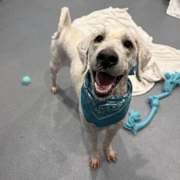 Asher -  Mixed Breed Dog for Adoption in Canal Winchester, Ohio - Asher | PetCurious