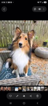 Charlie -  Shetland Sheepdog Sheltie Dog for Adoption in Melbourne, Florida - Charlie | PetCurious