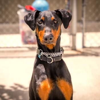 CERBERUS -  Doberman Pinscher Dog for Adoption in Joshua Tree, California - CERBERUS | PetCurious