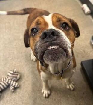 Boxer Dogs Available for Adoption - Hannah | PetCurious