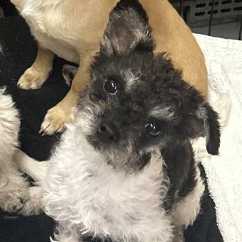 Poodle and Terrier Dogs Available for Adoption in Richmond, California - BLACKBERRY | PetCurious