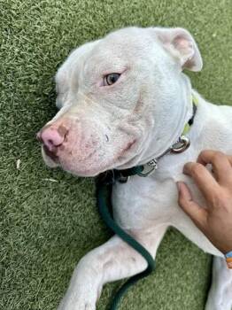 Charlie Brown -  Mixed Breed Dog for Adoption in Wichita, Kansas - Charlie Brown | PetCurious