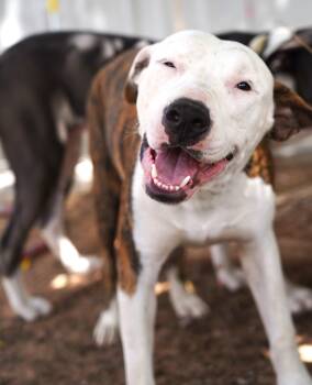 Rescue Pit Bull Terrier Dogs for Adoption in El Paso, Texas - Flash | PetCurious
