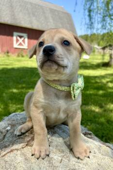 Retriever and Plott Hound Dogs Available for Adoption in Pittsboro, North Carolina - Link | PetCurious