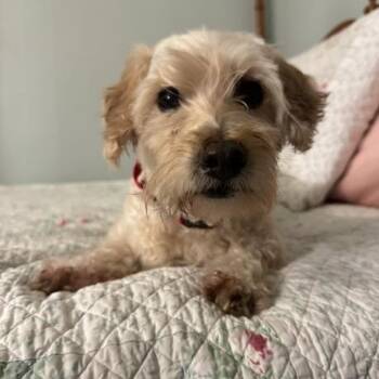 Floof -  Goldendoodle Dog for Adoption in Albany, New York - Floof | PetCurious