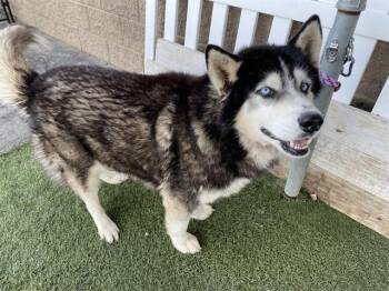 Siberian Husky Dogs Available for Adoption in Modesto, California - BAXTER | PetCurious