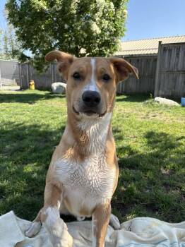Otter - ADOPTABLE -  Mixed Breed Dog for Adoption in Chilliwack, British Columbia - Otter - ADOPTABLE | PetCurious