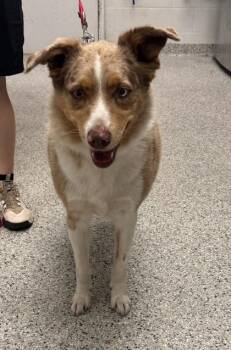 Milkshake -  Border Collie and Australian Shepherd Dog for Adoption in Kansas City, Missouri - Milkshake | PetCurious