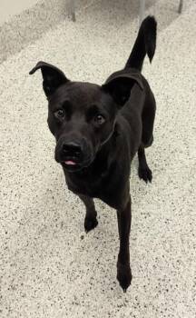 Yuki -  Mixed Breed Dog for Adoption in Atlanta, Georgia - Yuki | PetCurious