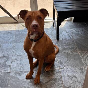 American Bulldog Dogs Available for Adoption in Clearwater, Florida - Biggie | PetCurious
