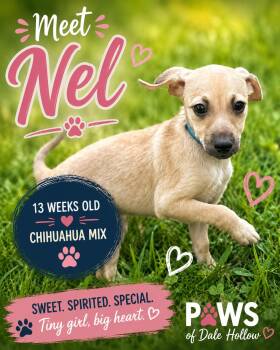 Nel.......in CT -  Chihuahua Dog for Adoption in Byrdstown, Tennessee - Nel.......in CT | PetCurious