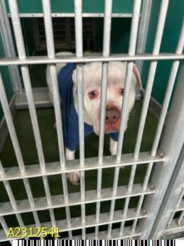 Rescue Mixed Breed Dogs for Adoption in West Palm Beach, Florida - TACO | PetCurious