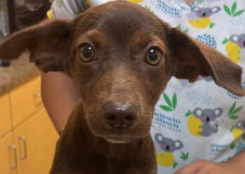 JANAE -  Chihuahua Dog for Adoption in Elizabethton, Tennessee - JANAE | PetCurious