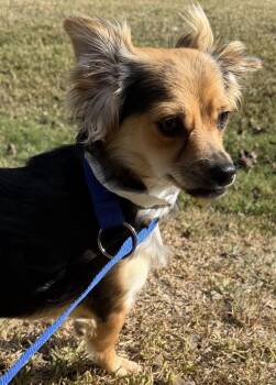 Rescue Papillon Dogs for Adoption in Louise, Texas - Misty | PetCurious