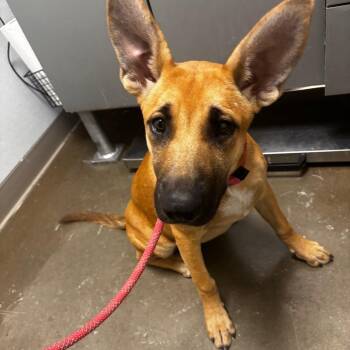 Aspen -  Shepherd and Mixed Breed Dog for Adoption in Tulsa, Oklahoma - Aspen | PetCurious