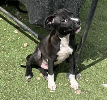 Labrador Retriever and Hound Dogs Available for Adoption in Brownstown, Indiana - Rocky | PetCurious