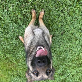 Bell -  Shepherd Dog for Adoption in Circleville, Ohio - Bell | PetCurious