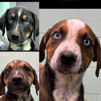 Pretzel, Breadstick, Croissant -  Australian Cattle Dog Blue Heeler Dog for Adoption in Seaside Heights, New Jersey - Pretzel, Breadstick, Croissant | PetCurious
