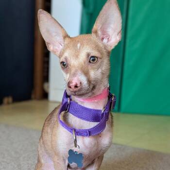 Chihuahua Dogs Available for Adoption - San Saba | PetCurious