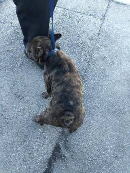 French Bulldog Dogs Available for Adoption in Fort Lauderdale, Florida - ROCKO | PetCurious