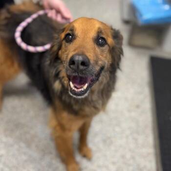 Bear -  Mixed Breed Dog for Adoption in West Olive, Michigan - Bear | PetCurious