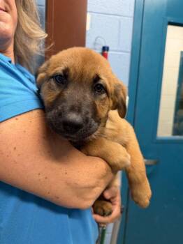 Kirkland -  Mixed Breed Dog for Adoption in Alexandria, Virginia - Kirkland | PetCurious