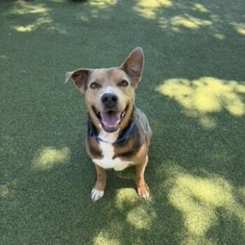 Sam -  Terrier Dog for Adoption in New Bedford, Massachusetts - Sam | PetCurious