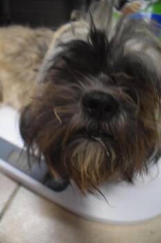 Tess -  Lhasa Apso Dog for Adoption in Pahrump, Nevada - Tess | PetCurious
