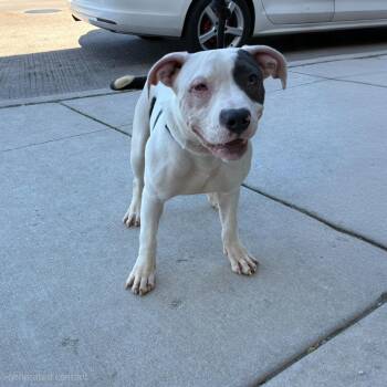 American Staffordshire Terrier Dogs Available for Adoption in Chicago, Illinois - Biscuit | PetCurious