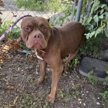 Boxer and American Bulldog Dogs Available for Adoption - Mr Edison | PetCurious