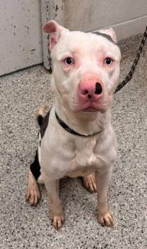 Pit Bull Terrier and Mixed Breed Dogs Available for Adoption in Kansas City, Missouri - Yuji | PetCurious