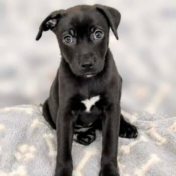 Shilo -  Labrador Retriever and Mixed Breed Dog for Adoption in Griswold, Connecticut - Shilo | PetCurious