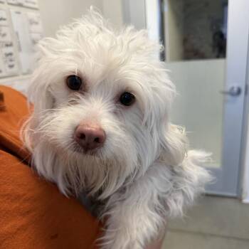 Snowflake -  Havanese and Maltese Dog for Adoption in Rifle, Colorado - Snowflake | PetCurious