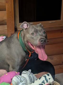 Pit Bull Terrier Dogs Available for Adoption in Herndon, Virginia - Subbie | PetCurious