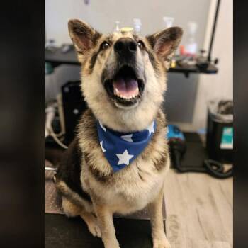 Sasha -  German Shepherd Dog Dog for Adoption in Tulsa, Oklahoma - Sasha | PetCurious