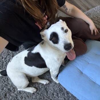 Rescue Mixed Breed Dogs for Adoption in Gainesville, Florida - Cloud | PetCurious