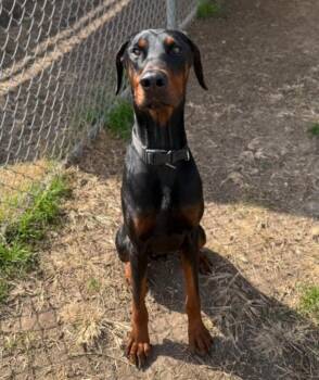 Doberman Pinscher Dogs Available for Adoption - Howdy Dew | PetCurious