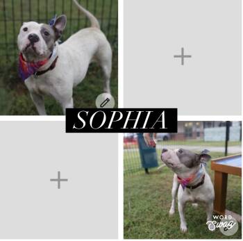 mini pit Sophia -  Pit Bull Terrier Dog for Adoption in New Braunfels, Texas - Mini Pit Sophia | PetCurious