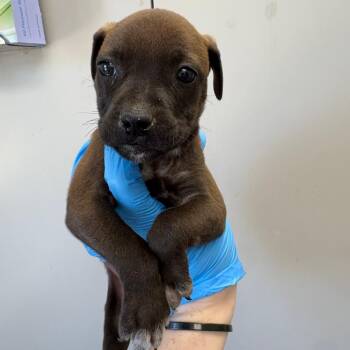 Mixed Breed Dogs Available for Adoption in Columbiana, Alabama - Veronica | PetCurious