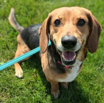 Beagle and Basset Hound Dogs Available for Adoption in Fremont, Ohio - DeeDee | PetCurious