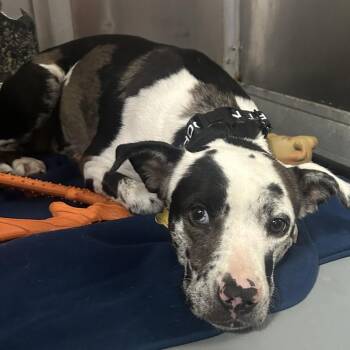 LULU BELLE -  Catahoula Leopard Dog and Mixed Breed Dog for Adoption in Richmond, California - LULU BELLE | PetCurious