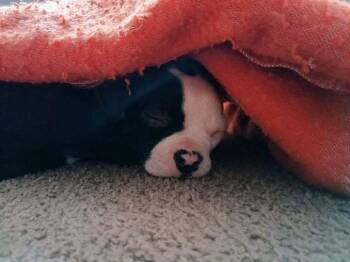 Boston Terrier Dogs Available for Adoption - Oscar Meyer KY4833 | PetCurious