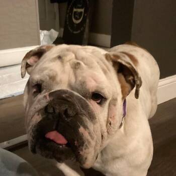 English Bulldog Dogs Available for Adoption - Pearl | PetCurious