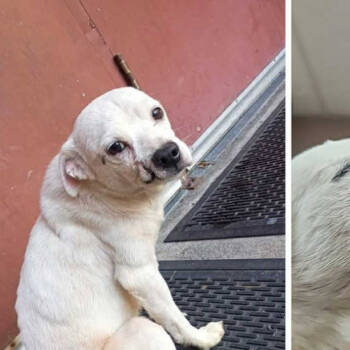 Rescue Chihuahua and Mixed Breed Dogs for Adoption - Ghost | PetCurious